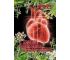 Zielarskie kuracje na serce, nerwy i bezsenność