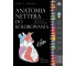 Anatomia Nettera do kolorowania w.2 uzupełnione