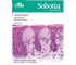 Sobotta Flashcards. Histologia