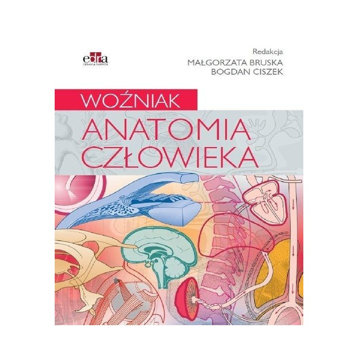 Anatomia człowieka. Woźniak