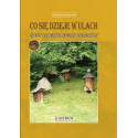 Co się dzieje w ulach