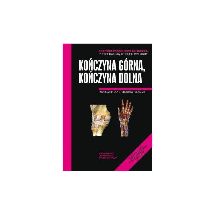 Anatomia prawidłowa człowieka. Koń.górna,koń. dol.
