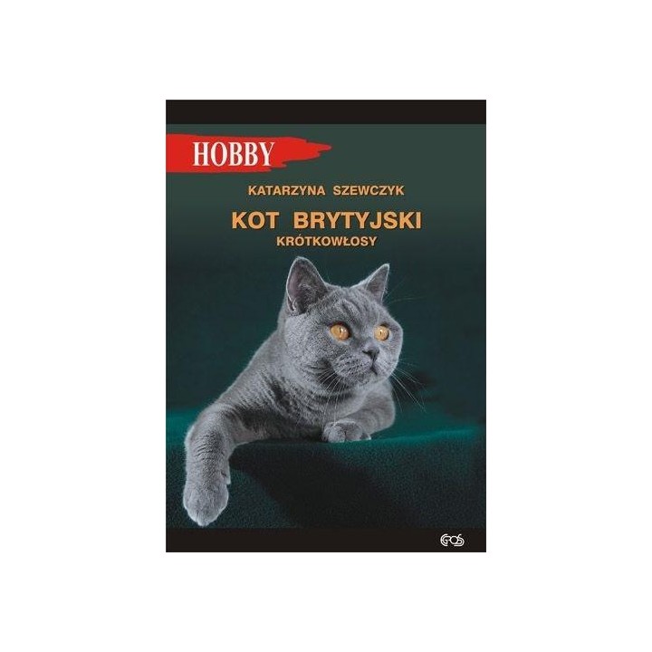 Kot brytyjski krótkowłosy w.4